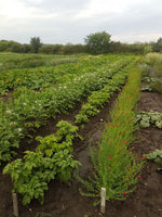 Load image into Gallery viewer, Linum - Scarlet Flax