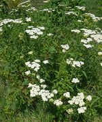 Load image into Gallery viewer, Achillea (Yarrow) - Common