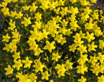 Load image into Gallery viewer, Linum - Perennial Yellow Flax