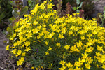 Load image into Gallery viewer, Linum - Perennial Yellow Flax