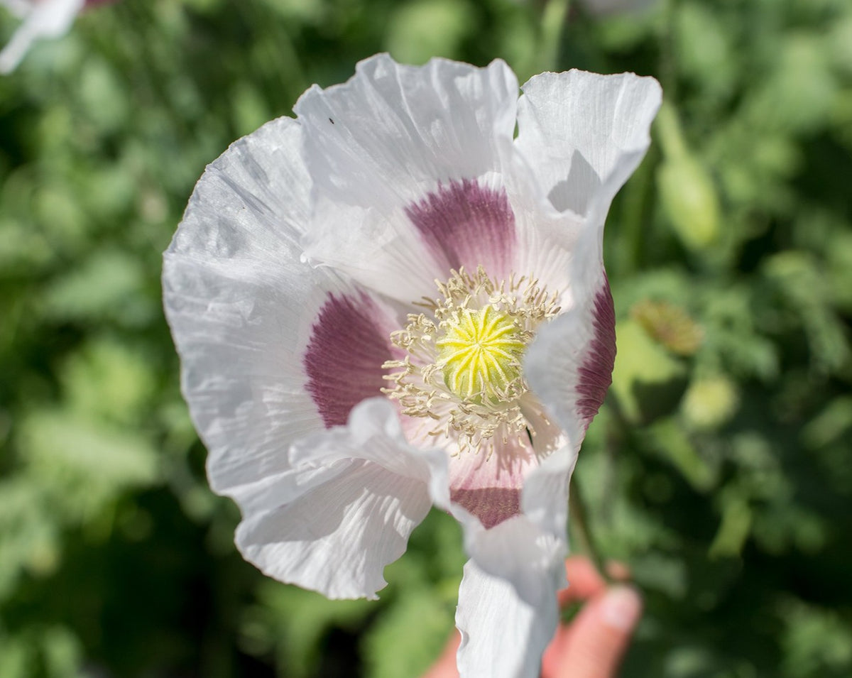 Poppy - Ziar – Prairie Garden Seeds