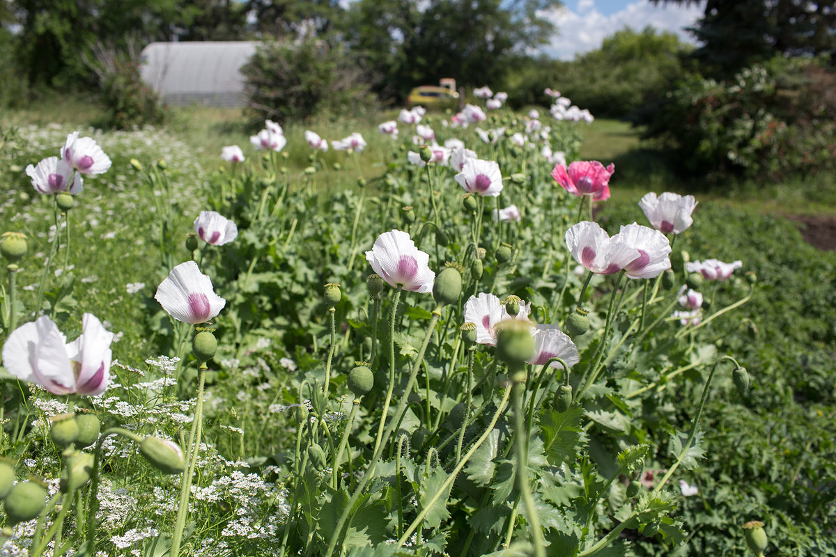 Poppy - Ziar – Prairie Garden Seeds