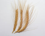 Load image into Gallery viewer, Wheat (Emmer) - Abyssinian