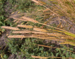 Load image into Gallery viewer, Wheat (Einkorn) - Alaska Spelt