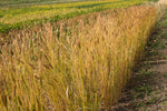 Load image into Gallery viewer, Wheat (Einkorn) - Alaska Spelt
