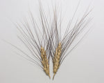 Load image into Gallery viewer, Wheat (Durum) - Antiguo de Ronda