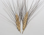 Load image into Gallery viewer, Wheat (Durum) - Antiguo de Ronda