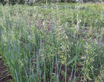 Load image into Gallery viewer, Oat (Hulled) - Avena Strigosa