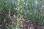 Load image into Gallery viewer, Oat (Hulled) - Avena Strigosa