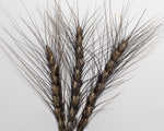 Load image into Gallery viewer, Wheat (Bread) - Black Decorative