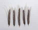 Load image into Gallery viewer, Wheat (Einkorn) - Black