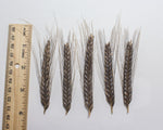 Load image into Gallery viewer, Wheat (Einkorn) - Black
