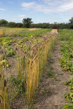 Load image into Gallery viewer, Wheat (Einkorn) - Black