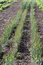 Load image into Gallery viewer, Barley (Hulless) - Black