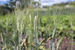 Load image into Gallery viewer, Wheat (Durum) - Black Tip
