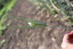Load image into Gallery viewer, Wheat (Durum) - Black Tip
