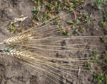 Load image into Gallery viewer, Wheat (Durum) - Black Tip