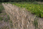 Load image into Gallery viewer, Wheat (Durum) - Black Tip
