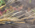 Load image into Gallery viewer, Barley (Hulled) - Black Alberta