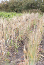 Load image into Gallery viewer, Barley (Hulled) - Black Alberta