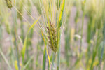 Load image into Gallery viewer, Barley (Hulled) - Black Alberta