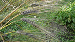 Load image into Gallery viewer, Barley (Hulled) - Black Alberta