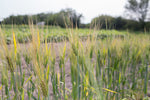 Load image into Gallery viewer, Barley (Hulled) - Black Alberta