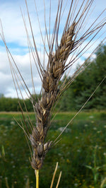 Load image into Gallery viewer, Wheat (Bread) - Black Decorative
