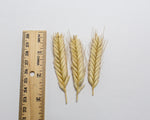 Load image into Gallery viewer, Wheat (Einkorn) - Blé Dur Arcour