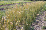 Load image into Gallery viewer, Wheat (Einkorn) - Blé Dur Arcour