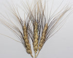 Load image into Gallery viewer, Wheat (Durum) - Blue Durum