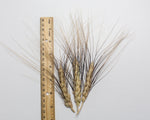 Load image into Gallery viewer, Wheat (Durum) - Blue Durum