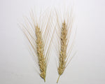 Load image into Gallery viewer, Wheat Cross (Triticale) - Braveheart