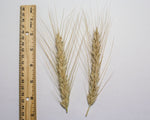 Load image into Gallery viewer, Wheat Cross (Triticale) - Braveheart
