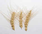 Load image into Gallery viewer, Wheat (Bread) - Canus
