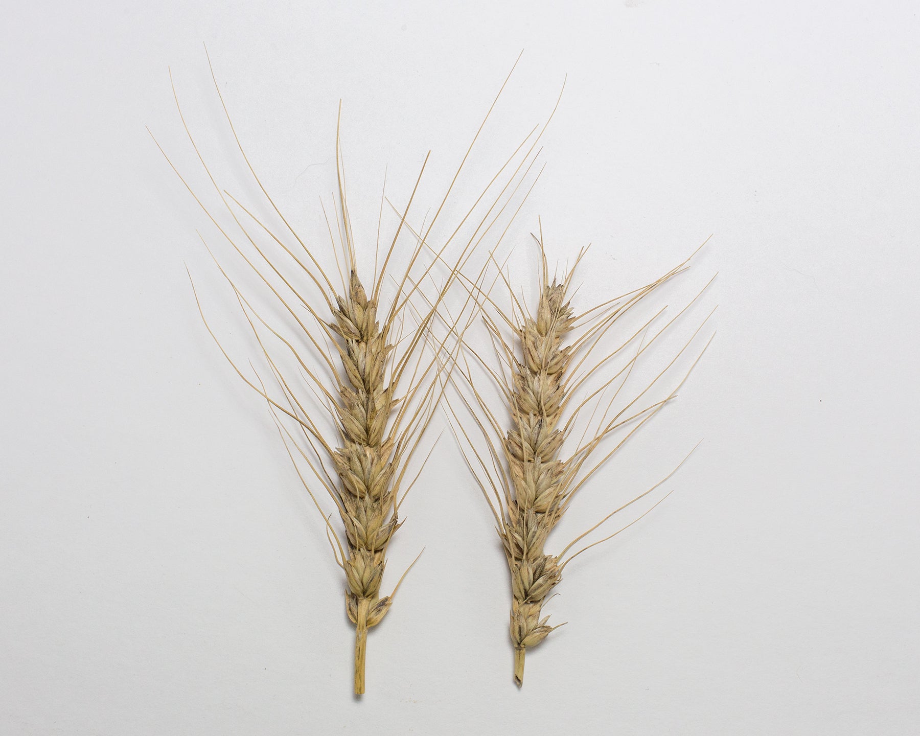 Wheat (Bread) - Ceres