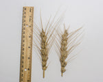 Load image into Gallery viewer, Wheat (Bread) - Ceres