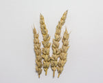 Load image into Gallery viewer, Wheat (Bread) - Chinook
