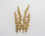 Load image into Gallery viewer, Wheat (Bread) - Chinook