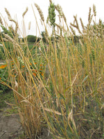 Load image into Gallery viewer, Wheat (Bread) - Chinook