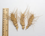 Load image into Gallery viewer, Wheat (Species) - Club