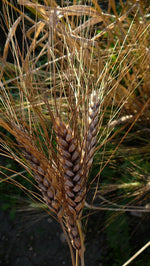 Load image into Gallery viewer, Wheat (Bread) - Tan/Blue Decorative