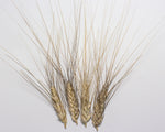 Load image into Gallery viewer, Wheat (Durum) - Del Corazón