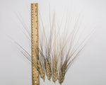 Load image into Gallery viewer, Wheat (Durum) - Del Corazón