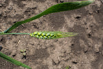 Load image into Gallery viewer, Wheat (Species) - Dwarf Indian