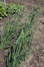 Load image into Gallery viewer, Wheat (Species) - Dwarf Indian