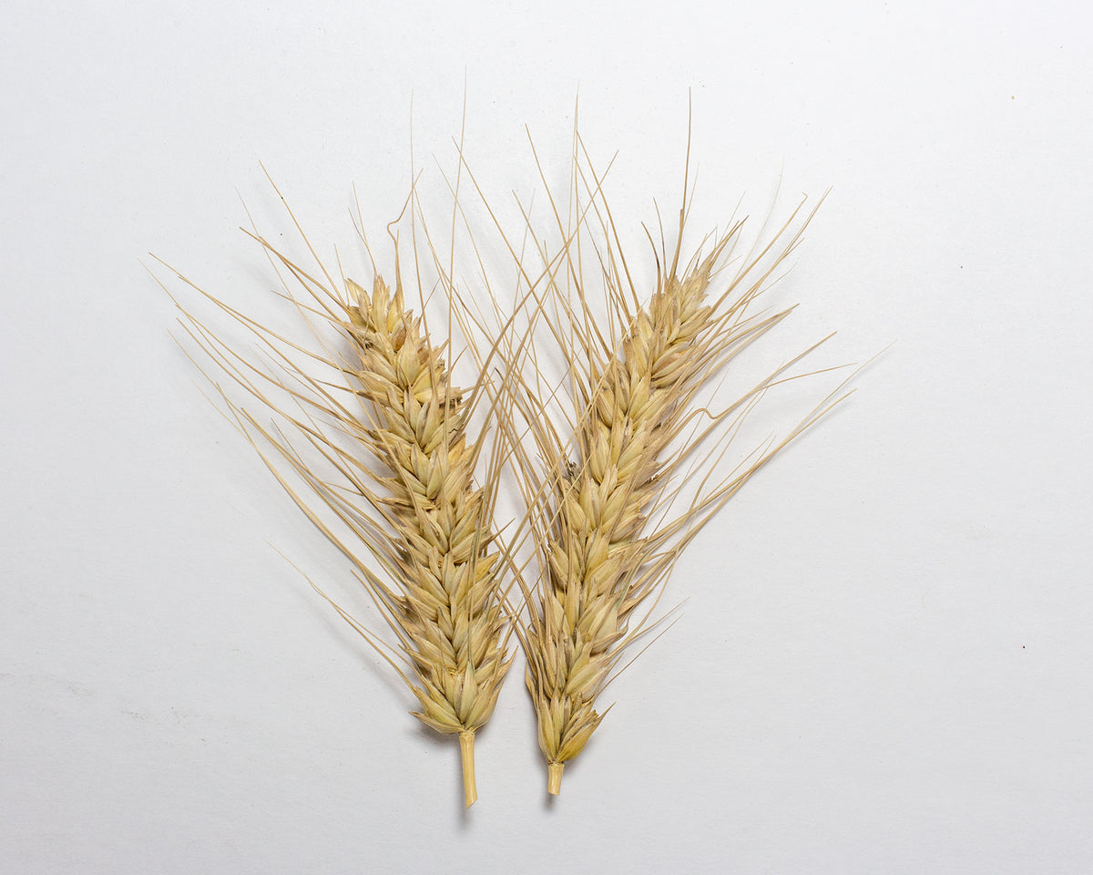 Wheat (Bread) Egyptian Prairie Garden Seeds