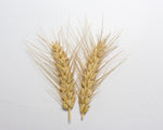 Load image into Gallery viewer, Wheat (Bread) - Egyptian