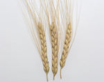 Load image into Gallery viewer, Wheat (Emmer) - Emmer