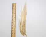 Load image into Gallery viewer, Barley (Hulless) - Ethiopian
